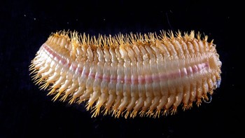 Hewan yang mirip gelang berduri ini adalah Eulagisca gigantea atau cacing bersisik. Tubuh hewan ini dikelilingi sisik yang disebut elytra dan spesimen ini memiliki sisik berwarna keemasan. Foto: RSV Nuyina