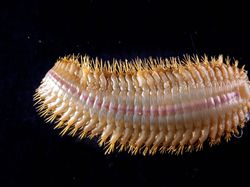 Aneka Hewan Misterius yang Ditemukan di Kedalaman Antartika