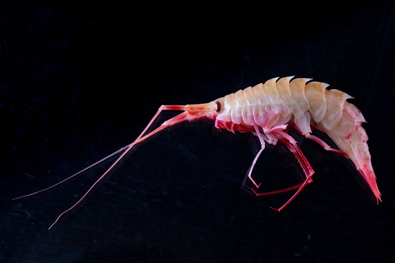 Hewan di perairan Antartika