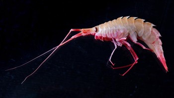 Eusiru perdentatus adalah hewan mirip udang yang biasa ditemukan di dasar laut Antartika. Mereka adalah hewan karnivora yang memangsa polikatea, ampiphoda, krustasea kecil, dan bangkai organik lainnya. Foto: RSV Nuyina