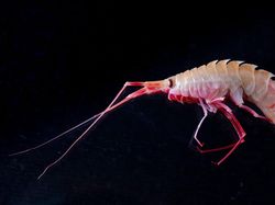 Aneka Hewan Misterius yang Ditemukan di Kedalaman Antartika