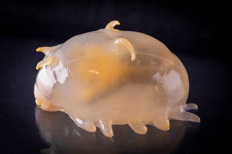 Hewan di perairan Antartika