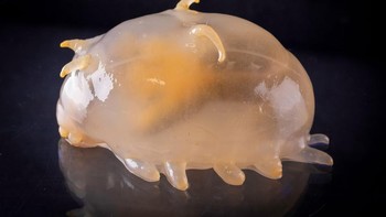 Hewan menggemaskan ini adalah spesies babi laut berwarna Protelpidia murrayi. Meskipun namanya babi laut, hewan ini sebenarnya merupakan sejenis teripang. Foto: RSV Nuyina