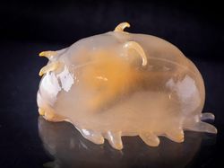 Aneka Hewan Misterius yang Ditemukan di Kedalaman Antartika