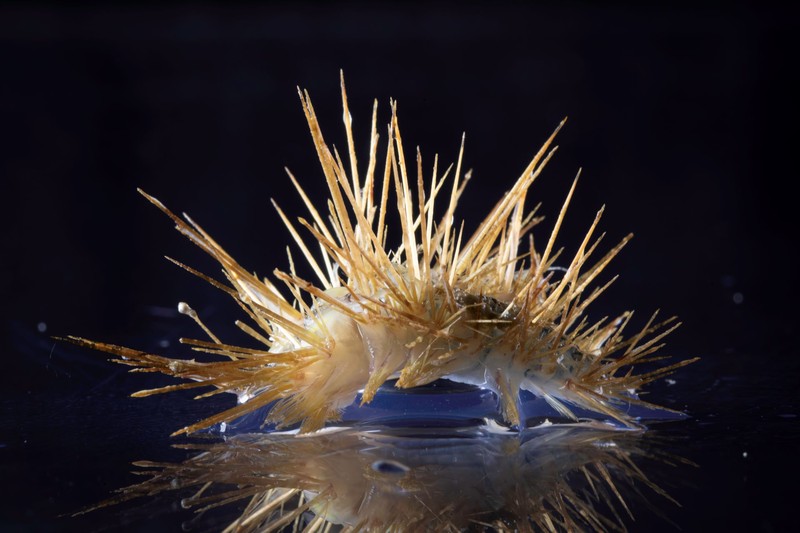 Hewan di perairan Antartika