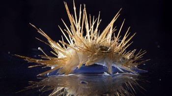 Antarctinoe ferox adalah spesies cacing bersisik. Hewan ini memiliki duri-duri yang menonjol dari bagian tubuhnya yang digunakan untuk berjalan. Foto: RSV Nuyina