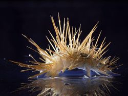 Aneka Hewan Misterius yang Ditemukan di Kedalaman Antartika