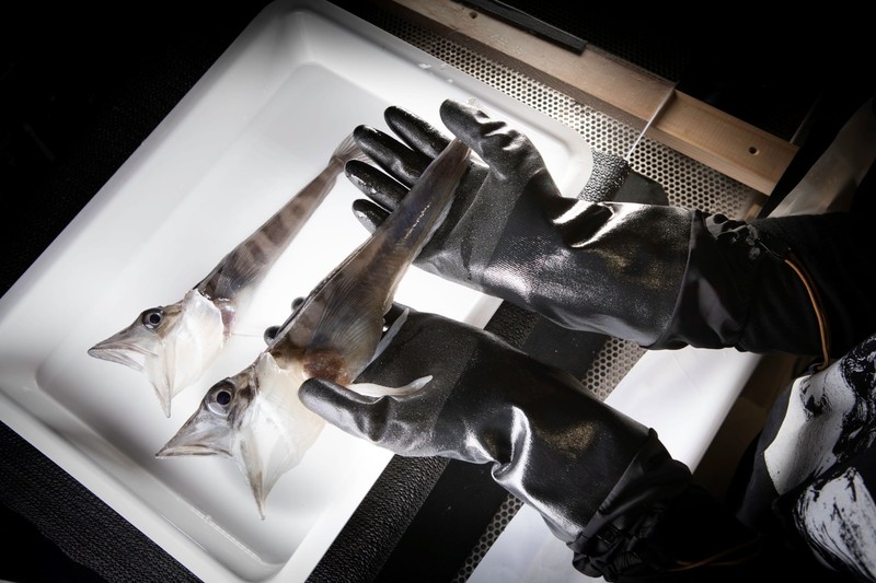 Hewan di perairan Antartika