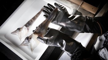 Tim dari Securing Antarcticas Environmental Future memegang spesimen ikan es di laboratorium RSV Nuyina. Foto: RSV Nuyina