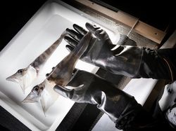 Aneka Hewan Misterius yang Ditemukan di Kedalaman Antartika