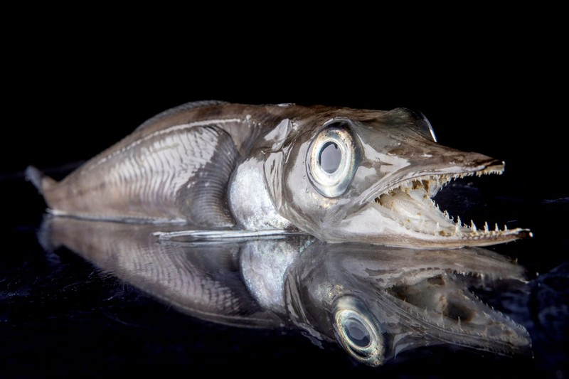 Hewan di perairan Antartika