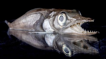 Ikan dengan tampang menyeramkan ini adalah Neopagetopsioonah atau yang lebih dikenal dengan nama Jonahs icefish. Berbeda dengan hewan vertebrata lainnya, ikan ini tidak memiliki hemoglobin jadi darahnya terlihat hampir transparan. Foto: RSV Nuyina