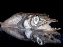 Aneka Hewan Misterius yang Ditemukan di Kedalaman Antartika