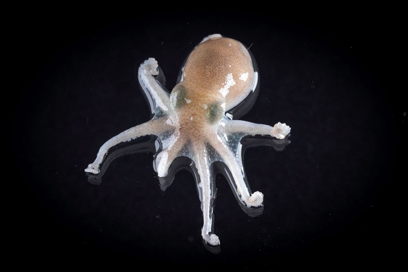 Hewan di perairan Antartika