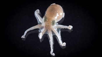 Gurita Paraledone adalah jenis gurita yang hanya ditemukan di laut Antartika. Hewan ini biasanya hidup di perairan dangkal tapi ada juga yang ditemukan di kedalaman 4.000 meter. Foto: RSV Nuyina