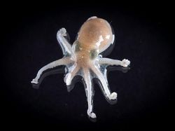 Aneka Hewan Misterius yang Ditemukan di Kedalaman Antartika