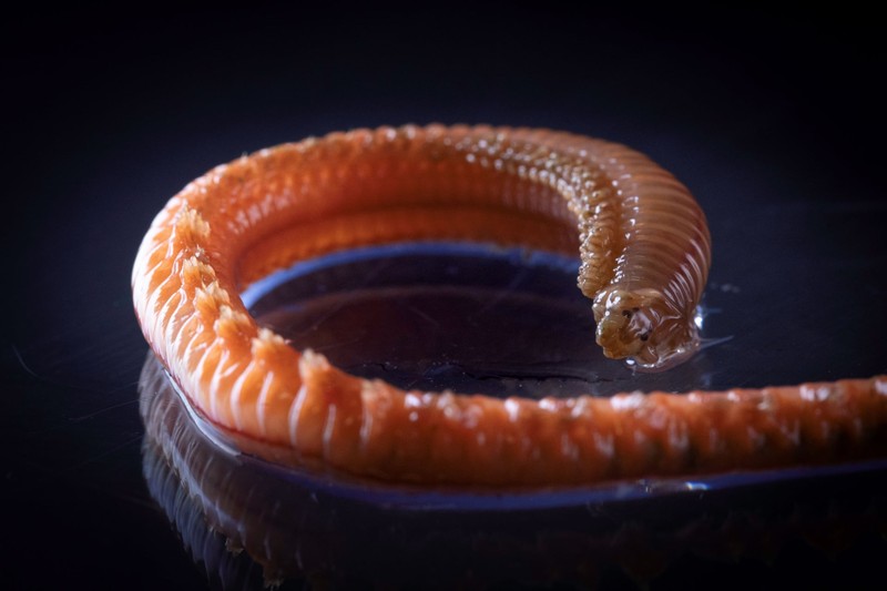 Hewan di perairan Antartika