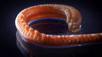 Dengan lebih dari 500 spesies yang sudah dicatat, cacing Nereidid adalah salah satu famili polikaeta yang paling tersebar luas. Foto: RSV Nuyina