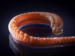 Aneka Hewan Misterius yang Ditemukan di Kedalaman Antartika