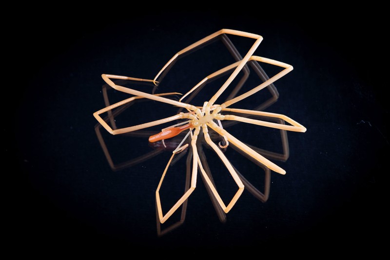 Hewan di perairan Antartika