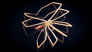 Colossendeis adalah nama lain dari laba-laba laut Antartika. Meski begitu, hewan ini tidak ada hubungannya dengan laba-laba yang ada di darat. Hewan ini bernapas menggunakan exoskeletonnya, dan dapat tumbuh hingga ukuran yang luar biasa besar. Foto: RSV Nuyina