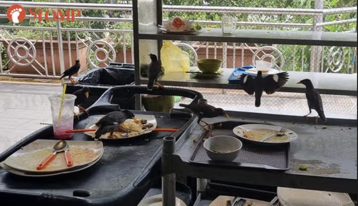 Jorok! Di Pujasera Ini Banyak Burung Gerogoti Makanan Sisa
