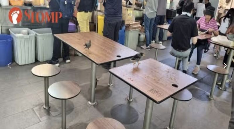 Jorok! Di Pujasera Ini Banyak Burung Gerogoti Makanan Sisa