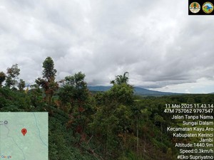 Ladang Ganja di Kaki Gunung Kerinci Berada di Luar Taman Nasional
