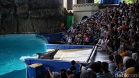 Pengujung menikmati pertunjukan lumba-lumba di Ocean Dream Ancol, Jakarta Utara, Senin (12/5/2025). Libur Waisak dimanfaatkan oleh sejumlah warga Jakarta dan sekitarnya untuk berwisata bersama keluarga.