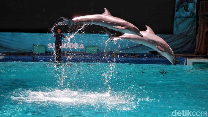Ratusan pengujung menikmati pertunjukan lumba lumba di Ocean Dream Ancol, Jakarta Utara, Senin (12/5/2025).
