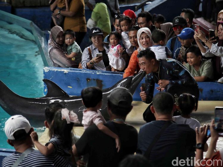 Menikmati Libur Waisak dengan Melihat Atraksi Lumba-lumba