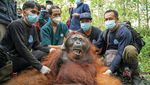 Perjalanan Orangutan di Ketapang Kembali ke Rimba