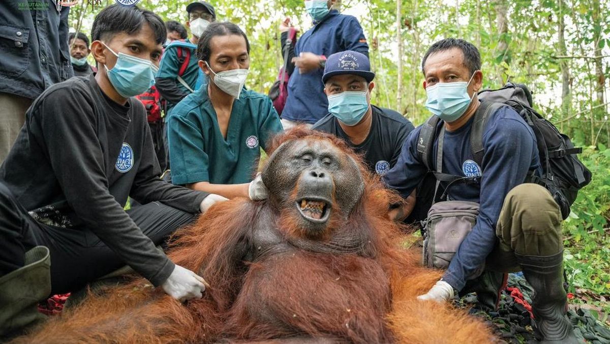 Habitat Jadi Lahan Sawit, Orangutan Muncul di Permukiman Warga Ketapang