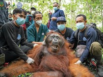 Habitat Jadi Lahan Sawit, Orangutan Muncul di Permukiman Warga Ketapang