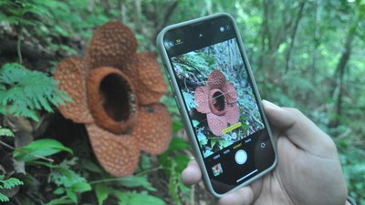 Penampakan Bunga Rafflesia Kemumu yang Mekar di Bengkulu