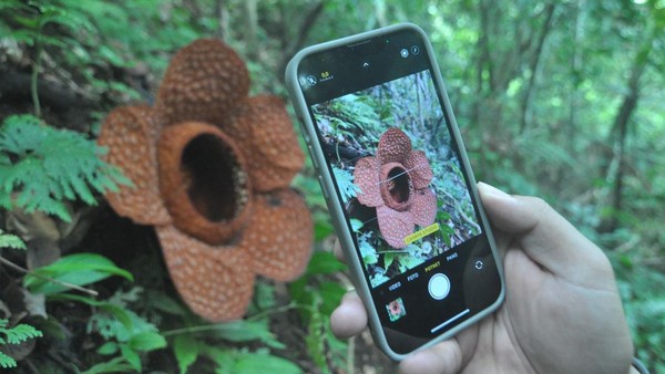 Penampakan Bunga Rafflesia Kemumu yang Mekar di Bengkulu