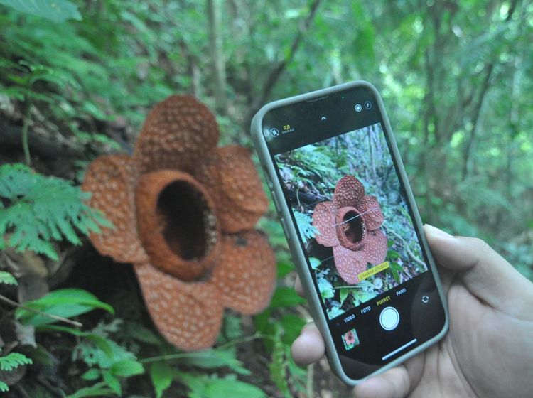 Penampakan Bunga Rafflesia Kemumu yang Mekar di Bengkulu