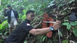 Penampakan Bunga Rafflesia Kemumu yang Mekar di Bengkulu