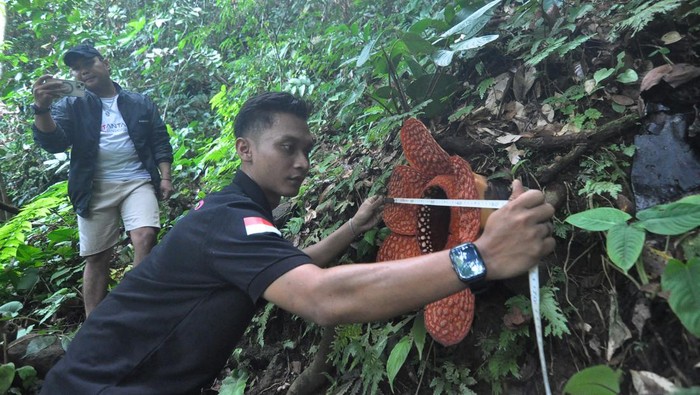 Penampakan Bunga Rafflesia Kemumu yang Mekar di Bengkulu Bunga Rafflesia Kemumu yang mekar di kawasan Objek Wisata Air Terjun Palak Siring, Kabupaten Bengkulu Utara, Bengkulu, Sabtu (10/5/2025). Rafflesia Kemumu adalah spesies baru dari keluarga Rafflesiaciae yang baru ditemukan pada tahun 2017 oleh Guru Besar Jurusan Kehutanan Fakultas Pertanian Universitas Bengkulu (UNIB) Prof Agus Susatya. ANTARA FOTO/Muhammad Izfaldi/bar