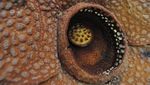 Penampakan Bunga Rafflesia Kemumu yang Mekar di Bengkulu