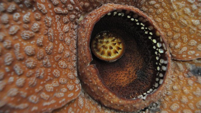 Bunga Rafflesia Kemumu yang mekar di kawasan Objek Wisata Air Terjun Palak Siring, Kabupaten Bengkulu Utara, Bengkulu, Sabtu (10/5/2025). Rafflesia Kemumu adalah spesies baru dari keluarga Rafflesiaciae yang baru ditemukan pada tahun 2017 oleh Guru Besar Jurusan Kehutanan Fakultas Pertanian Universitas Bengkulu (UNIB) Prof Agus Susatya. ANTARA FOTO/Muhammad Izfaldi/bar