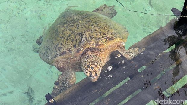Penyu di Pulau Derawan.