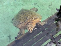 Viral Video Penyu Dewasa Mati di Pulau Derawan, CAN Selidiki