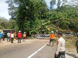 Petugas Nyaris Terseret ke Jurang Saat Evakuasi Pohon Tumbang di Sumedang