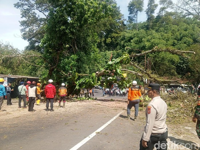 Pohon tumbang di Jalan Raya Cadas Pangeran, Sumedang, Senin