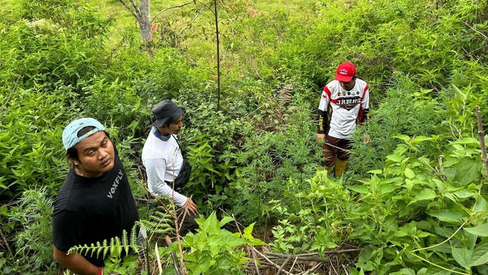 Polisi menemukan ladang ganja di kawasan kaki Gunung Kerinci, Kerinci, Jambi