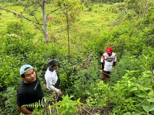 Polisi Temukan Ladang Ganja di Kaki Gunung Kerinci, Pemilik Diburu