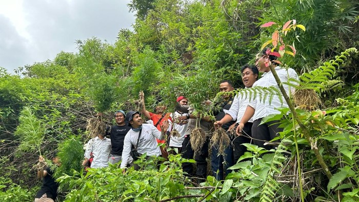 Polisi menemukan ladang ganja di kawasan kaki Gunung Kerinci, Kerinci, Jambi