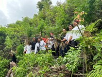 Polisi Dapati 19 Tanaman Ganja Berusia 6 Bulan di Kaki Gunung Kerinci