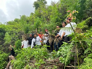 Polisi Dapati 19 Tanaman Ganja Berusia 6 Bulan di Kaki Gunung Kerinci